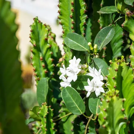 Boa Vista Corralejo
